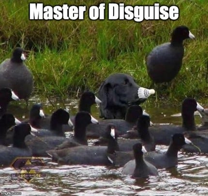 "Master of Disguise" meme of a dog hiding among ducks